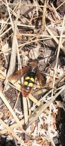 МАМУТСКА ОСА (Megascolia maculata) 2 mamutska osa