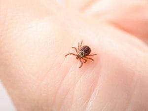 Третман против крпеља