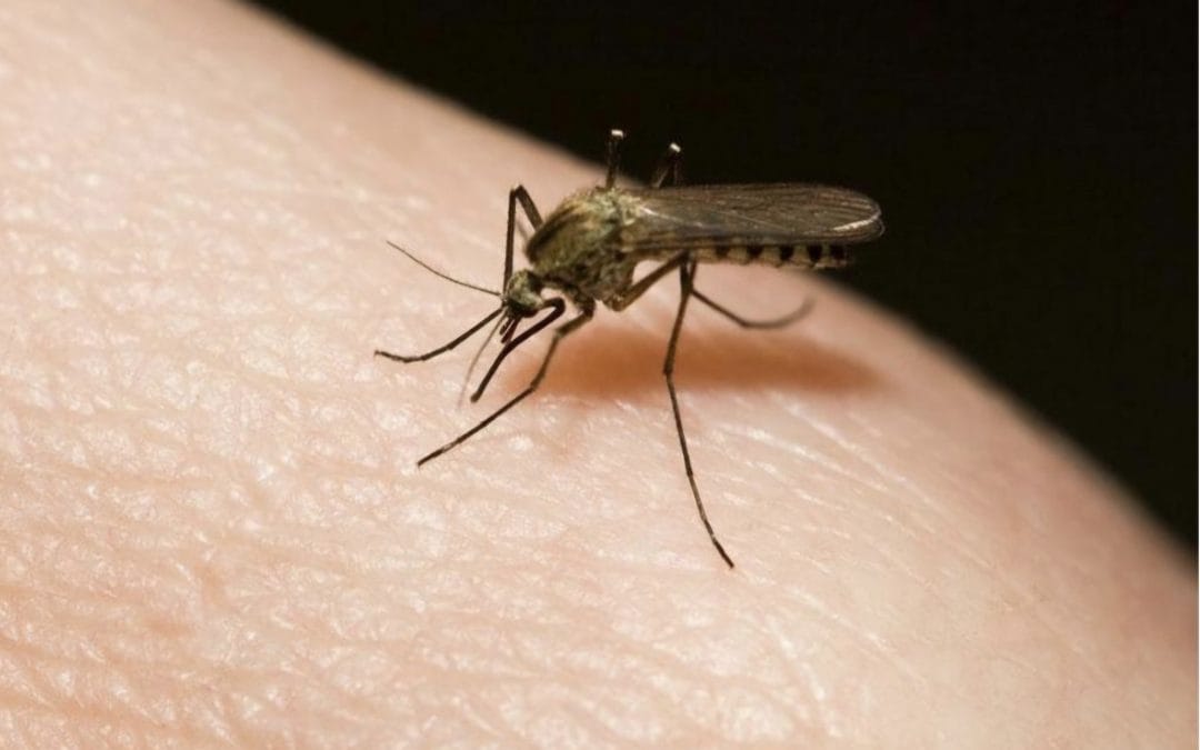 Третман сузбијања одраслих комараца 12. септембра
