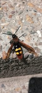 ЕДУКАТИВНИ ТЕКСТ- МАМУТСКА ОСА (Megascolia maculata) 2 Screenshot 20240515 121412 com.huawei.photos resized 20240515 121532750